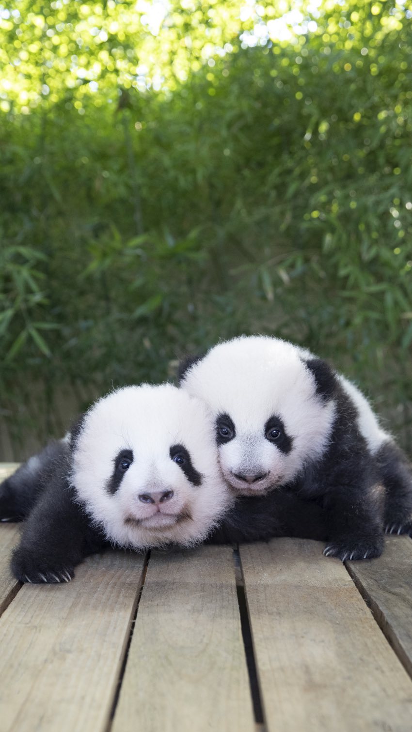 雌性大熊猫双胞胎“欢黎黎”和“圆嘟嘟”。法国博瓦勒动物园供图
