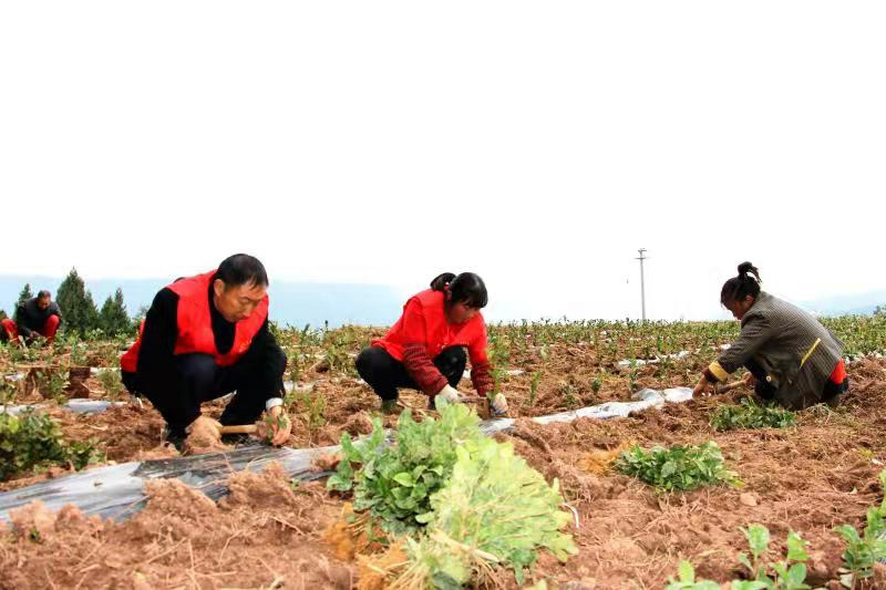 帮扶种植户种植蔬菜。通江县委宣传部供图
