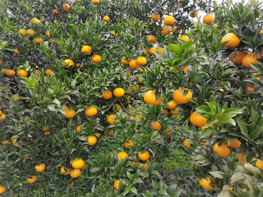 壓彎樹枝的柑橘。榮縣融媒體中心供圖