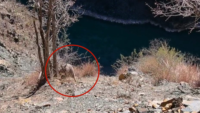 被困悬崖的国家二级重点保护动物斑羚。道孚县公安局供图