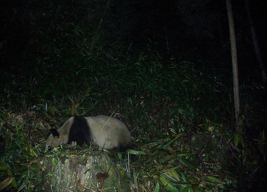 野生成年大熊貓11月22日凌晨活動照片。都江堰市委宣傳部供圖