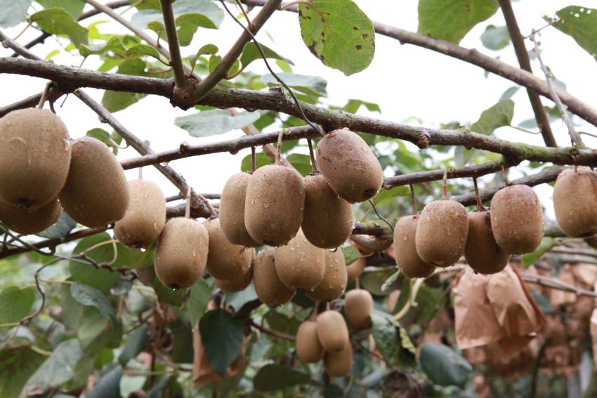 國家地理標志保護產品蒲江獼猴桃喜獲豐收。吳畏供圖