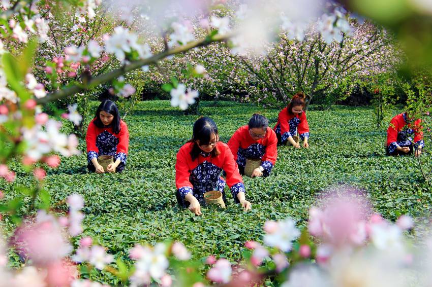 蒲江縣成佳鎮（中國綠茶之鄉），正在茶園裡採茶的姑娘們。蒲江縣委宣傳部供圖