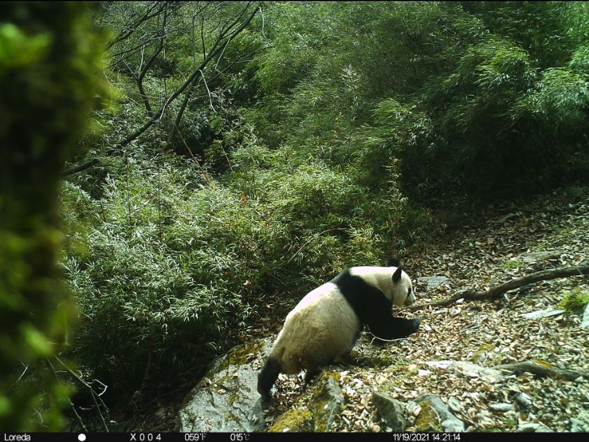 安装在白果坪辖区石板沟附近的一台红外相机拍摄到大熊猫的身影。大熊猫国家公园广元分局唐家河片区供图