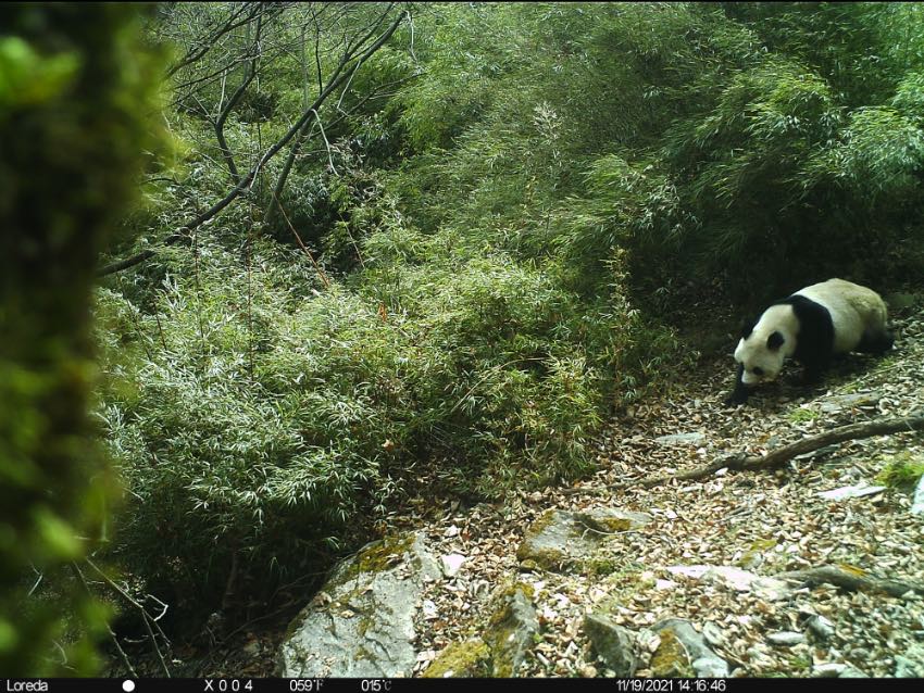 安裝在白果坪轄區石板溝附近的一台紅外相機拍攝到大熊貓的身影。大熊貓國家公園廣元分局唐家河片區供圖