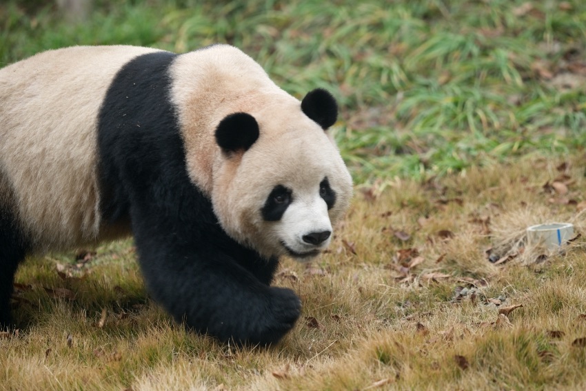 搬進新家的大熊貓。成都大熊貓繁育研究基地供圖