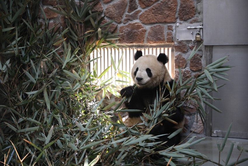 在新獸舍生活的大熊貓。成都大熊貓繁育研究基地供圖