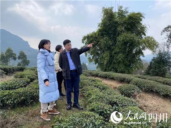 與會嘉賓還前往雙古鎮雙古村進行了實地考察，調研了解當地茶產業情況。胡未攝