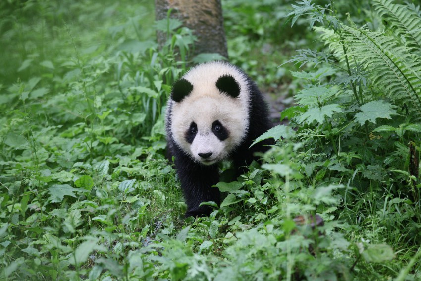 2018年刚到野外生活的“小核桃”。中国大熊猫保护研究中心供图