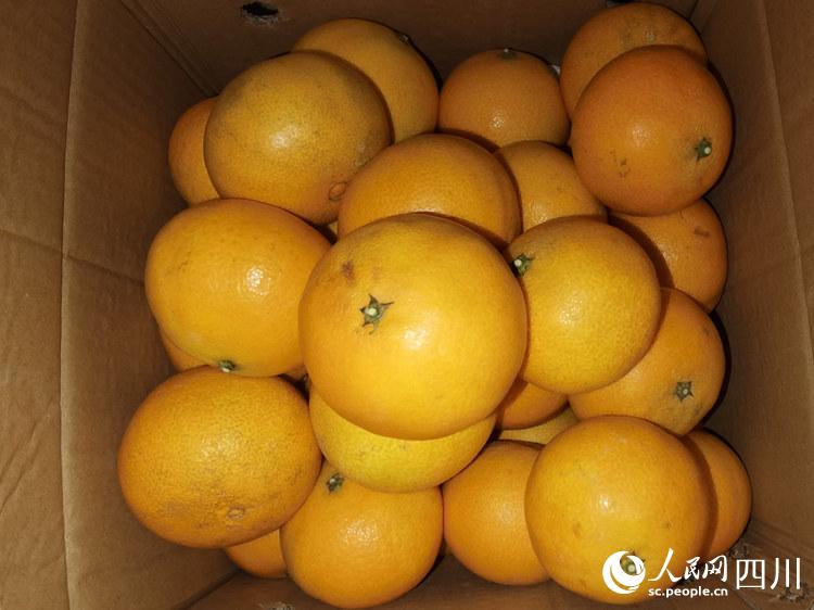 經過離子體水果保鮮機處理過的柑橘。人民網 王波攝