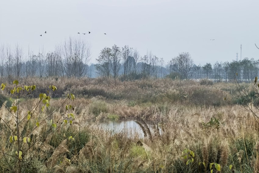 成都平原越冬水鳥調查的濕地公園。成都觀鳥會供圖