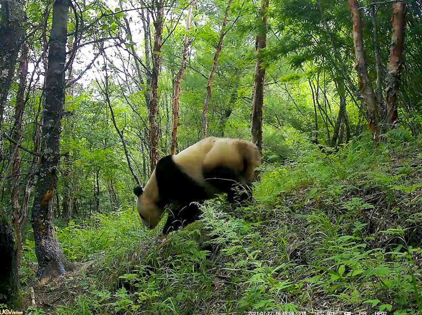 紅外相機拍攝到的野生大熊貓。平武縣融媒體中心供圖