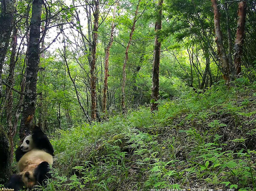 紅外相機拍攝到的野生大熊貓。平武縣融媒體中心供圖