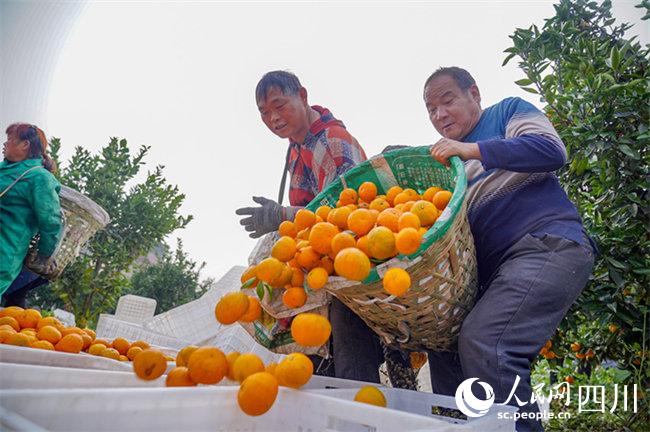 果農忙著運輸柑橘。翁光建攝