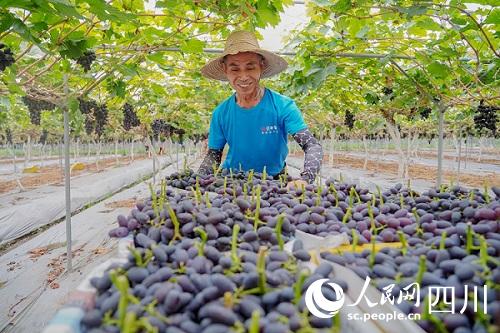 果怡農業園區葡萄產業豐收場景。翁光建攝