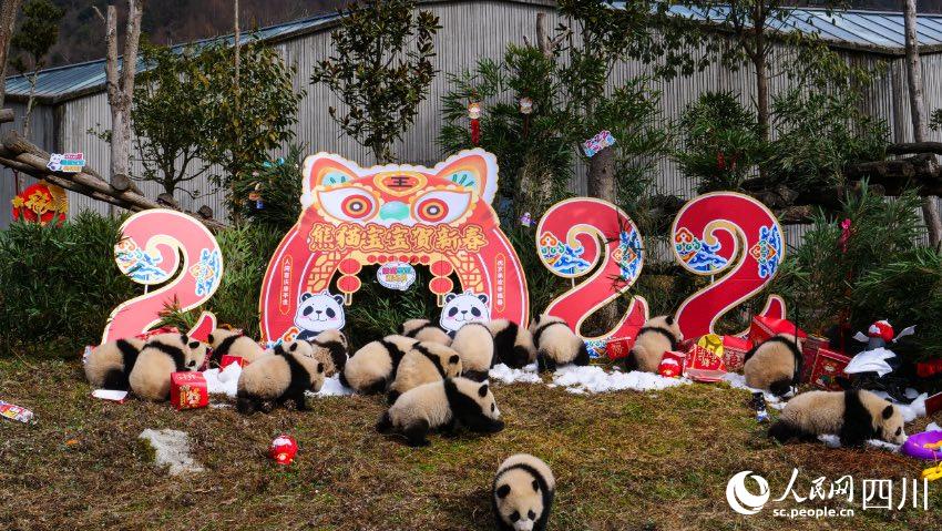 熊猫宝宝贺新春、迎冬奥。李传有摄