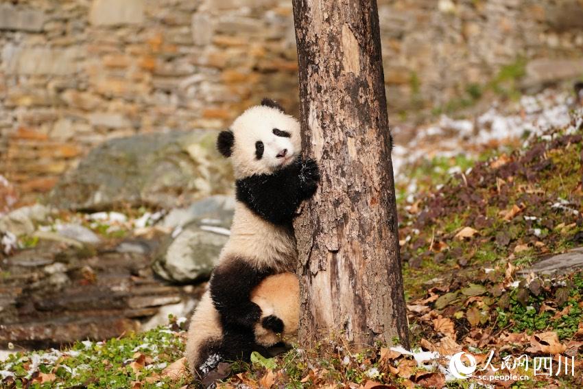熊貓爬樹。李傳有攝