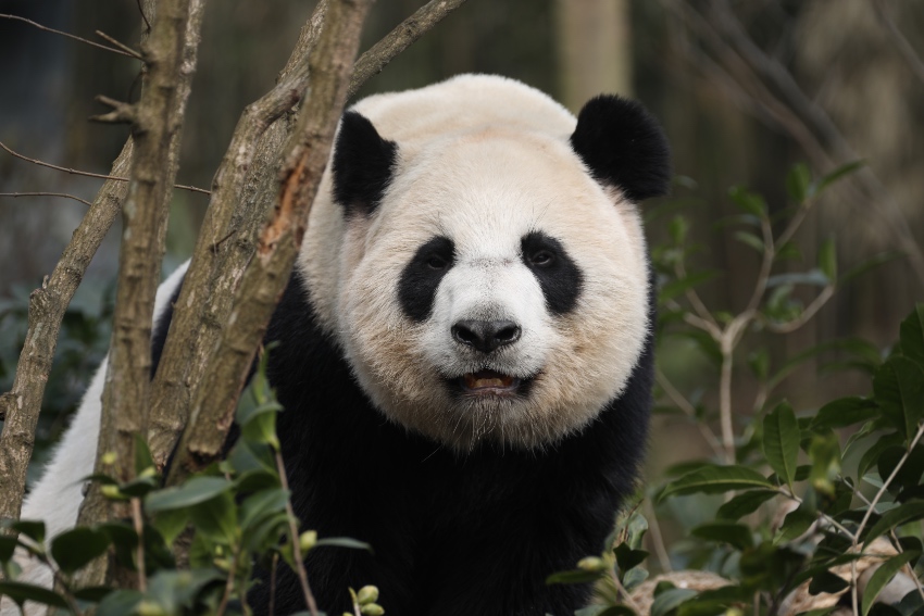 首批入駐“回歸產房”的大熊貓。成都大熊貓繁育研究基地供圖