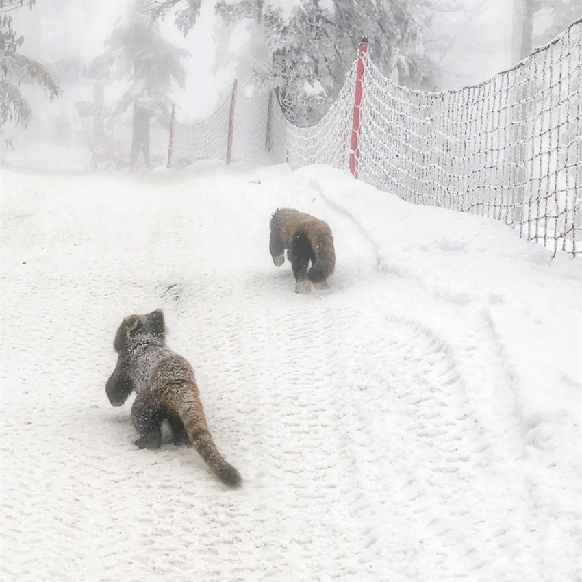 小熊貓在雪地打鬧。洪雅縣委宣傳部供圖