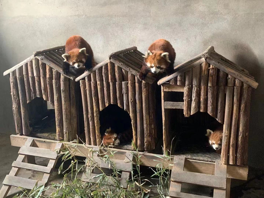��������С��è���Ű�������ͼ