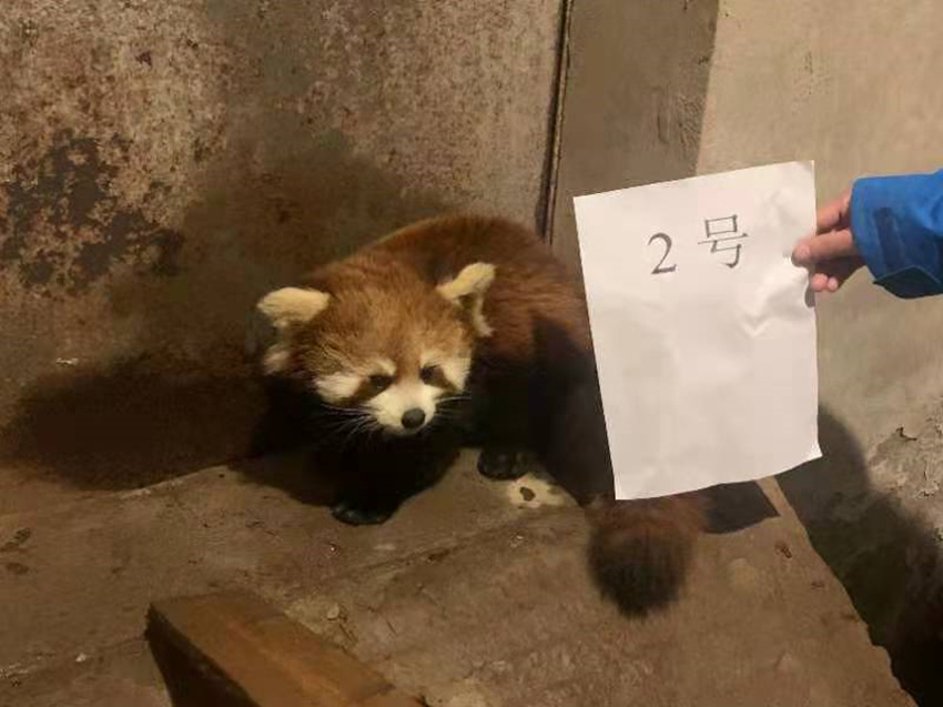 ��������С��è���Ű�������ͼ