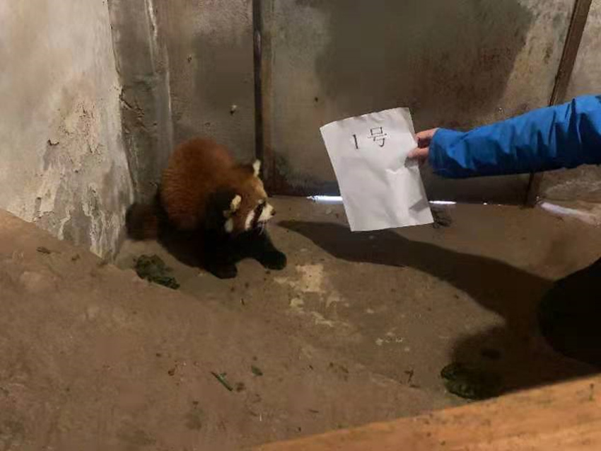 ��������С��è���Ű�������ͼ