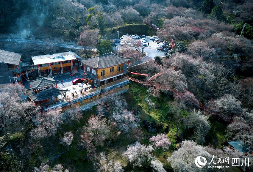 萬畝梅林花開成海。胡宇攝