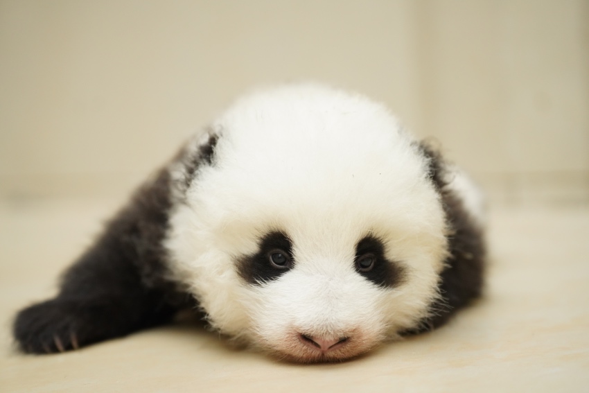 大熊猫家美二崽命名为“青宝”。中国大熊猫保护研究中心供图