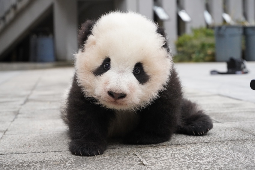 “冰冰”二崽命名為“冰寶”。中國大熊貓保護研究中心供圖