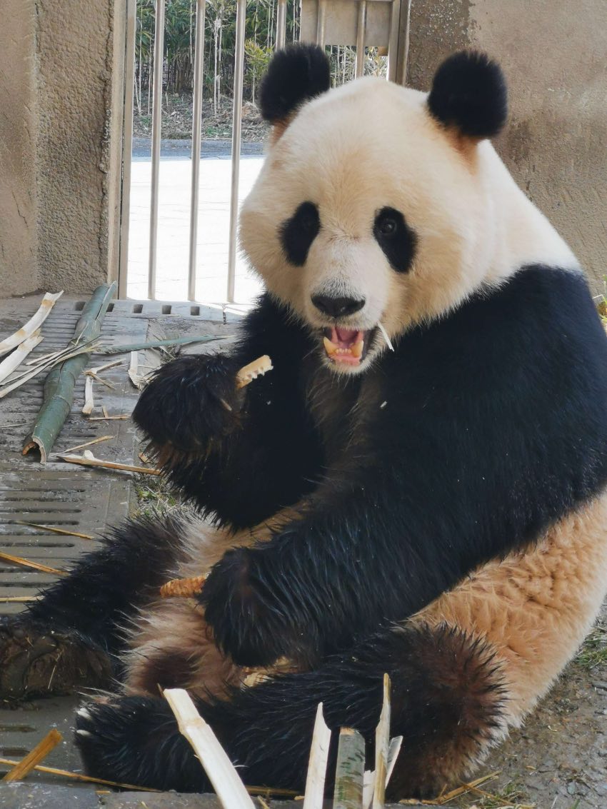 大熊貓“青青”在神樹坪基地繁育園。中國大熊貓保護研究中心供圖