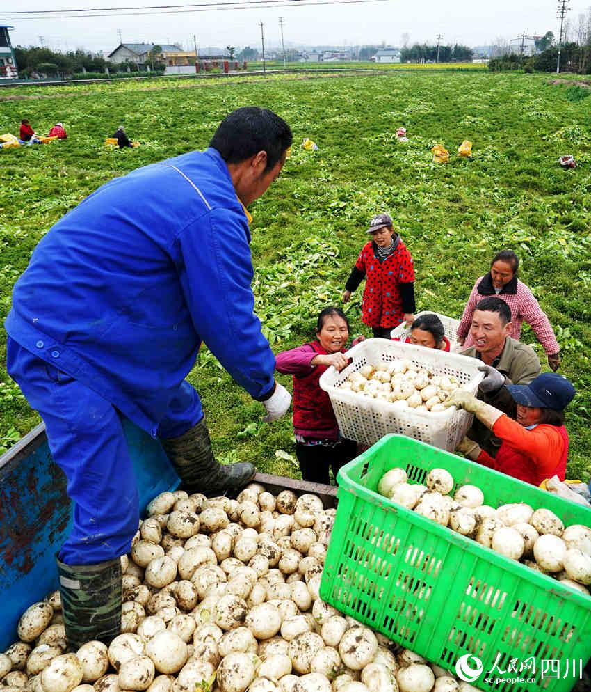 村民正在搶收圓根蘿卜，騰出土地為春耕做准備。張祖強攝