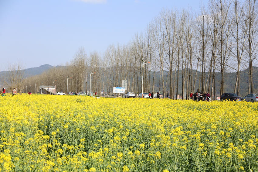 迎风绽放的油菜花。开江县委宣传部供图