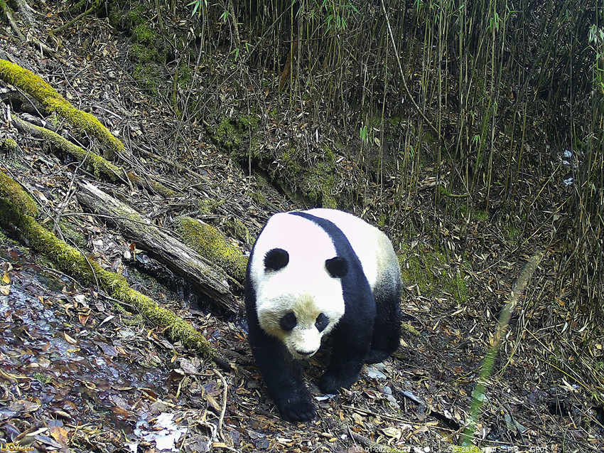 紅外相機拍攝的野生大熊貓。平武縣委宣傳部供圖