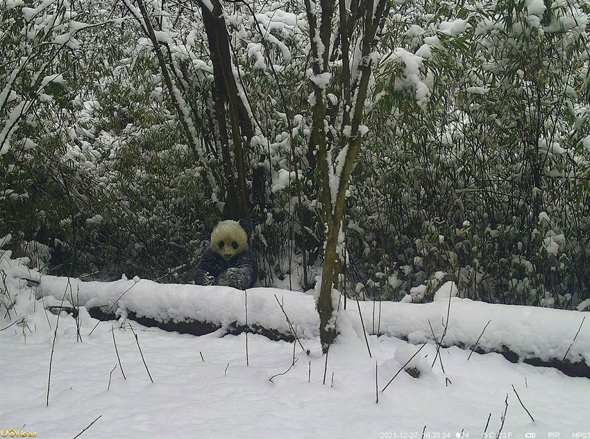 雪地中的野生大熊貓。平武縣委宣傳部供圖