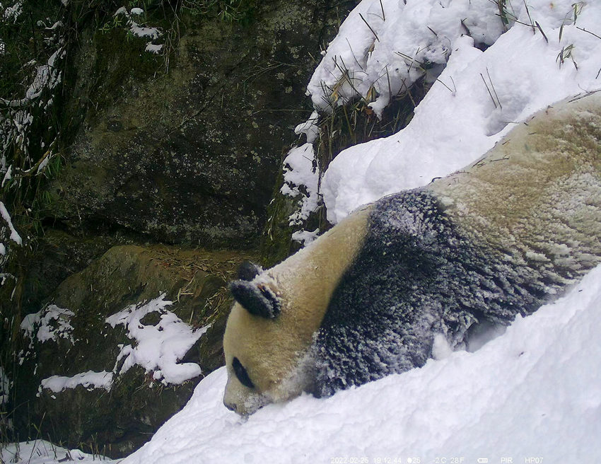野生大熊貓在雪地撒歡。平武縣委宣傳部供圖
