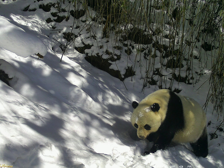 野生大熊猫在雪地撒欢。平武县委宣传部供图