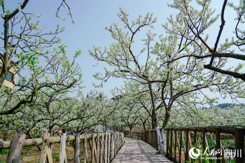 通川区金凤村的廊道李花美景.张靖摄