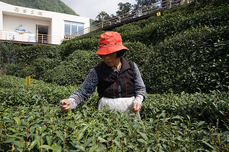一位茶农采茶。绵竹市融媒体中心供图