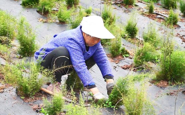 種植戶正在清理雜草。內江市東興區融媒體中心供圖