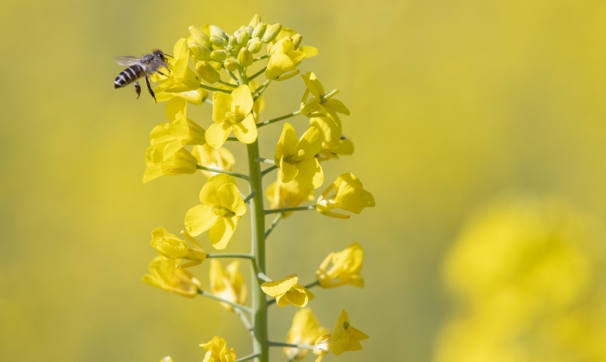 蜜蜂採摘花蜜。文雅攝