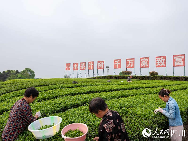 當地茶農正忙著採摘春茶銷往村上的茶葉加工廠。王奇杰攝