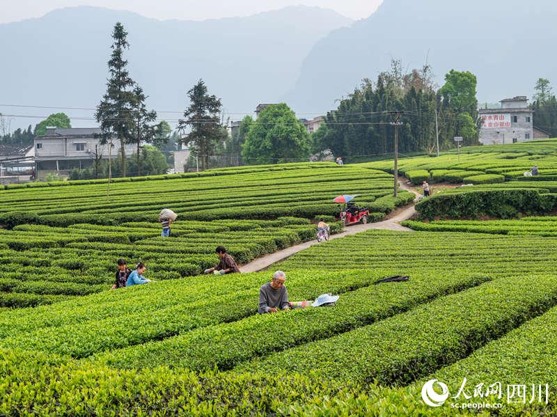 當地茶農正忙著採摘春茶銷往村上的茶葉加工廠。王奇杰攝