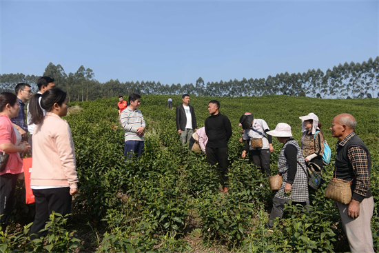 荣县农民工服务中心开展茶叶种植采摘技术培训。胡未供图