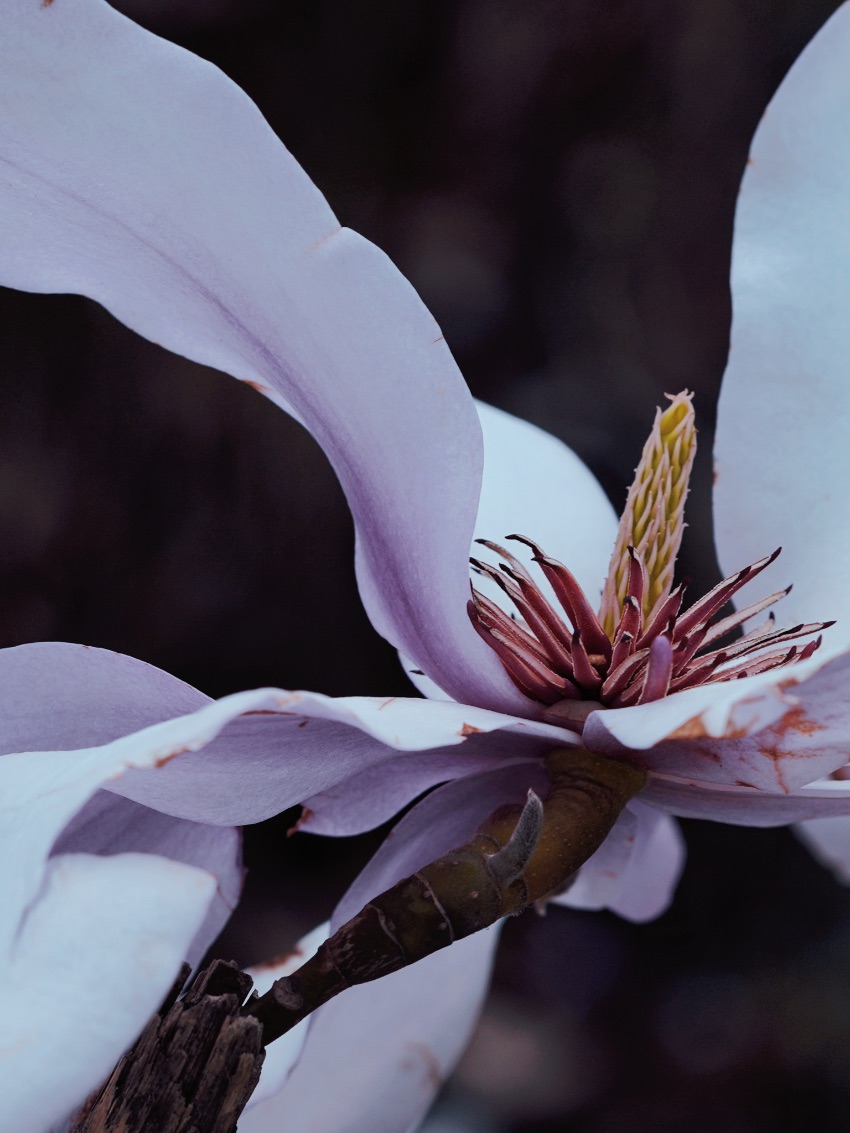 川西的特有珍稀植物——康定木蘭。海螺溝景區管理局供圖