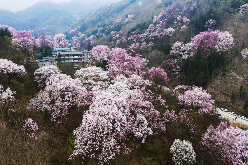 辛夷花宛如一團團雲霞落山間。江宏景攝