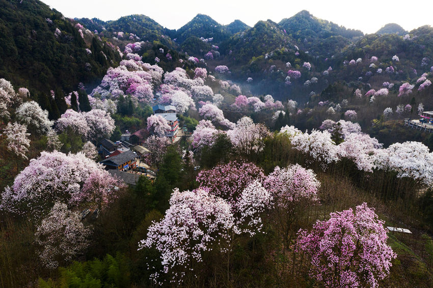 辛夷花宛如一團團雲霞落山間。江宏景攝