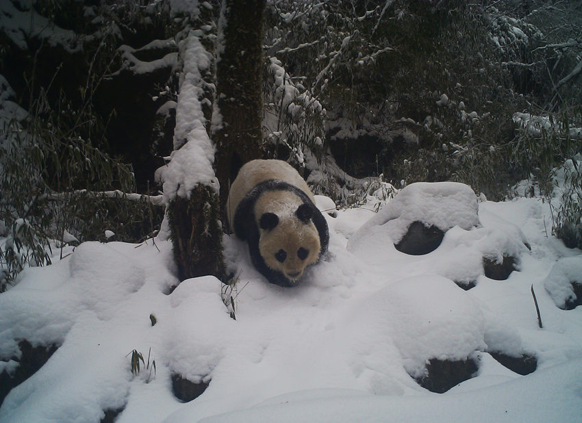 野生大熊猫在树上做标记。平武县老河沟自然保护中心供图