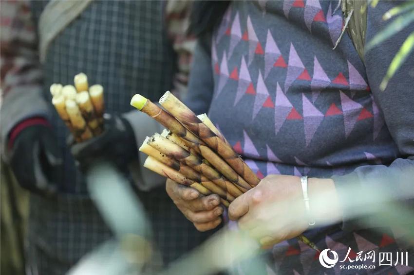 村民們採摘的竹筍。洪靖鬆攝