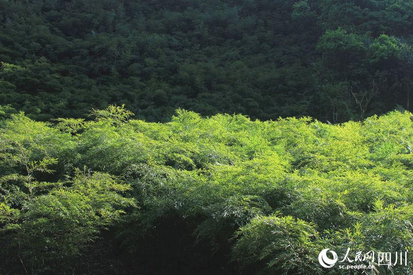 紅竹村的林竹。洪靖鬆攝