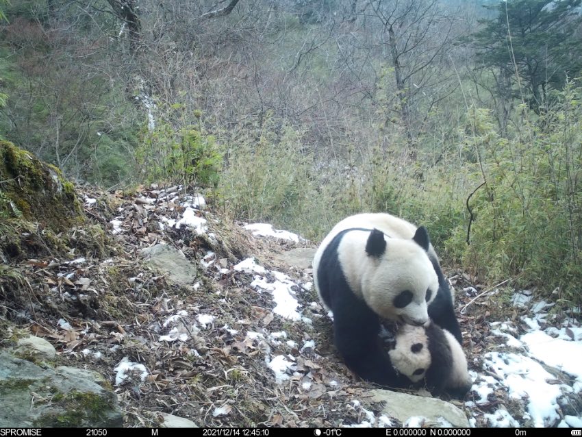 2021年12月14日，紅外相機拍攝到大熊貓母子活動。大熊貓國家公園唐家河片區供圖